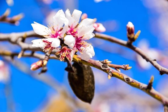 Castor Oil and Almond Oil