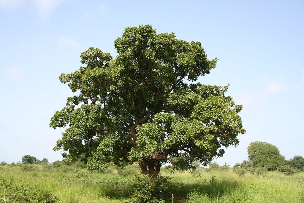 shea tree