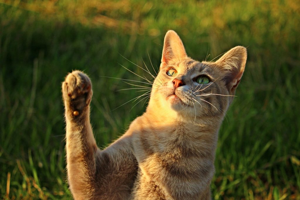 castor oil for pets | castor oil guide