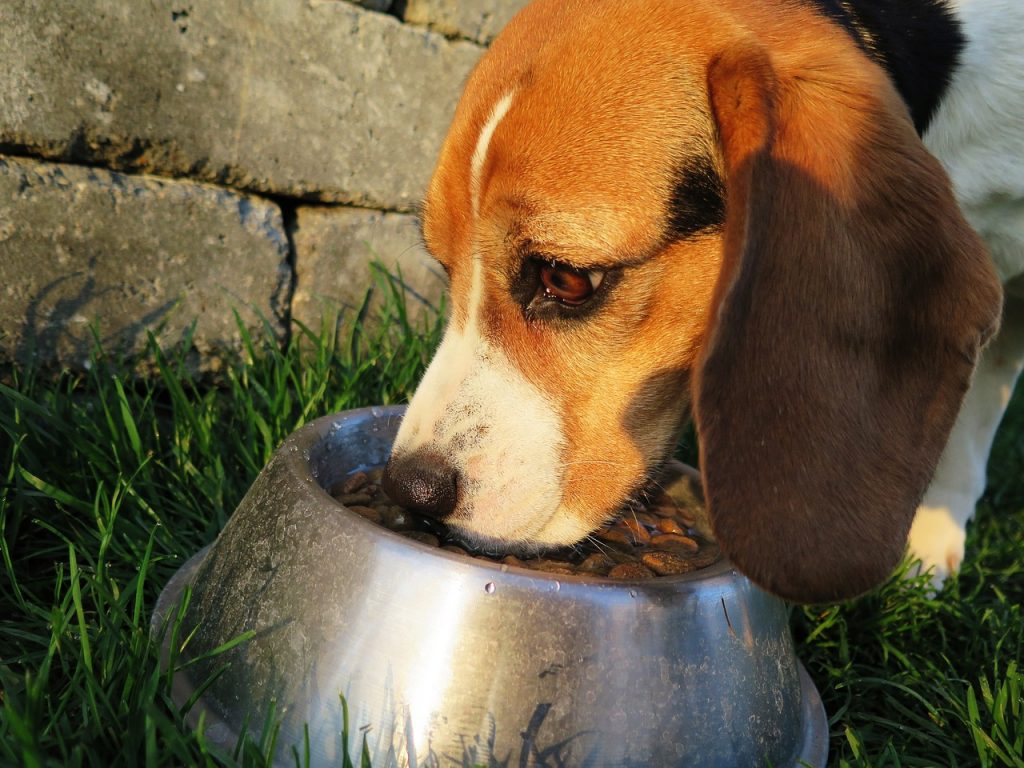 castor oil for your pet | castor oil guide