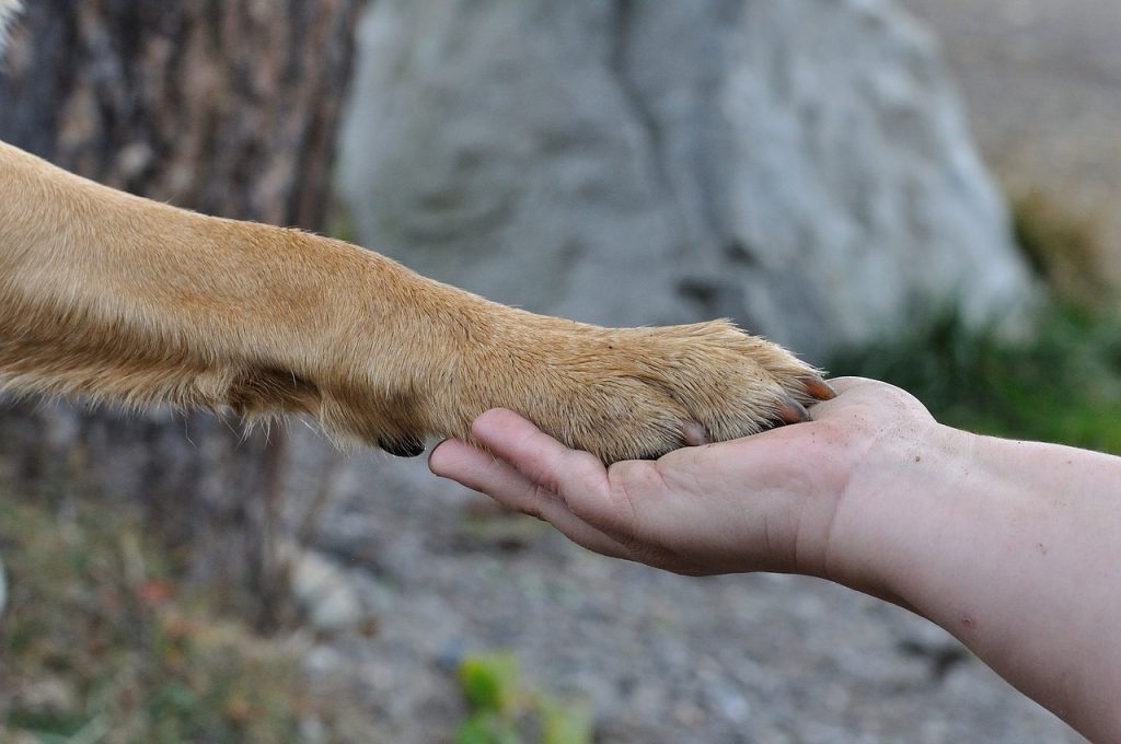castor oil for pets | castor oil guide