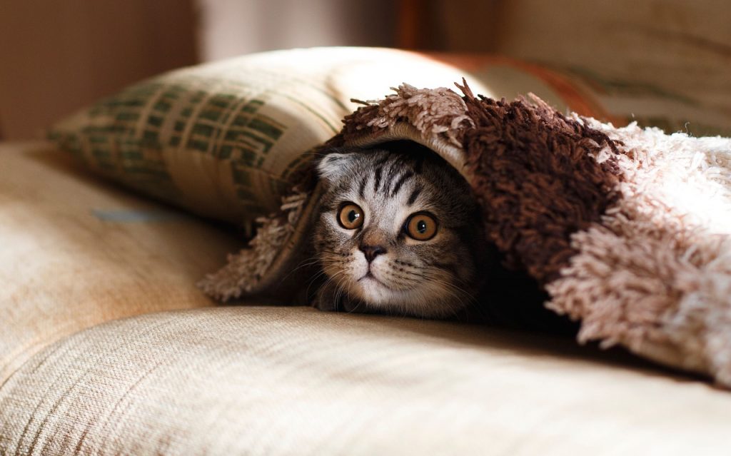 castor oil for pets | castor oil guide