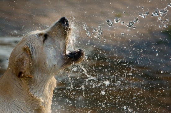 Castor Oil to Grow Pet's Fur | Castor Oil Guide
