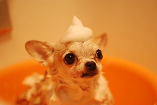 Castor Oil to Grow Pet's Fur | Castor Oil Guide