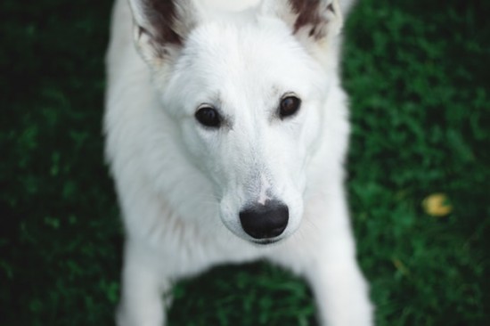 Castor Oil to Grow Pet's Fur | Castor Oil Guide