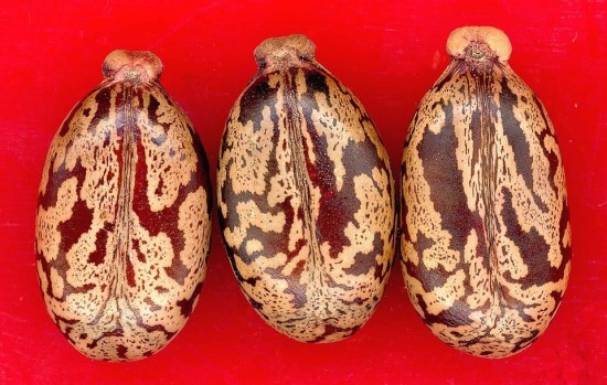 Tropical Isle JBCO Review | Castor Oil Guide
