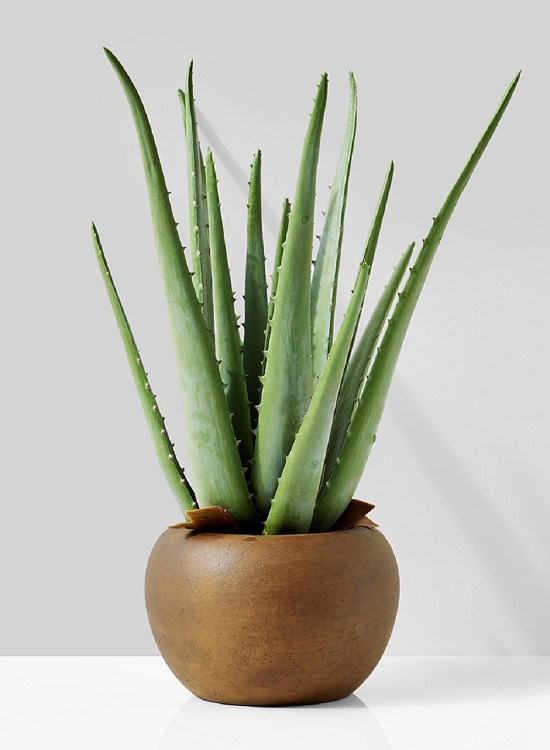 aloe vera