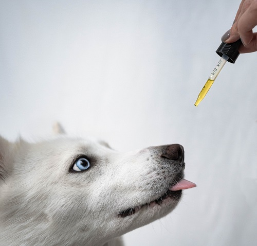 Is Castor Oil Safe for Dogs 2