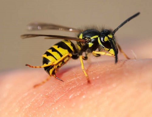 Essential Oils for Bee Stings 1