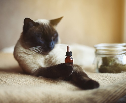Is Castor Oil Safe for Cats? 2