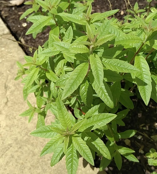 Herbs that Help with Headaches and Migraines 11