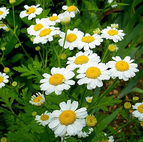 Herbs that Help with Headaches and Migraines 5