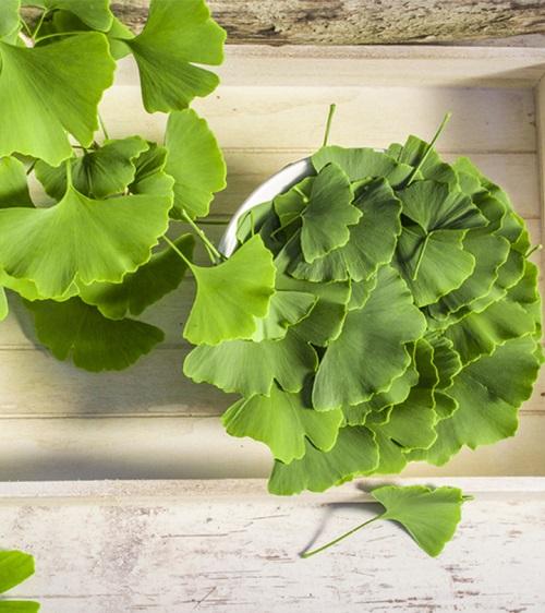 Herbs that Help with Headaches and Migraines 7