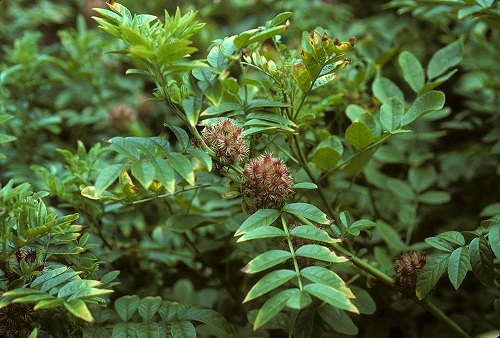 Herbs that Help with Headaches and Migraines 12