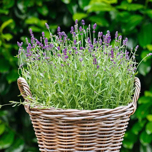25 Herbs that Help with Headaches and Migraines 2