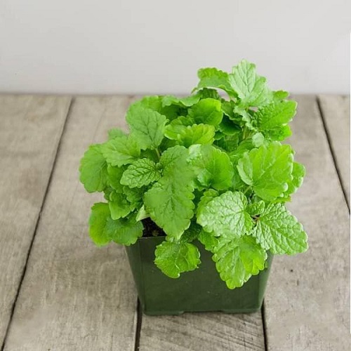 Herbs that Help with Headaches and Migraines 6
