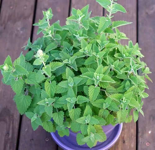Herbs that Help with Headaches and Migraines 8