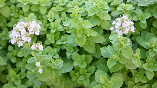 Herbs that Help with Headaches and Migraines 13