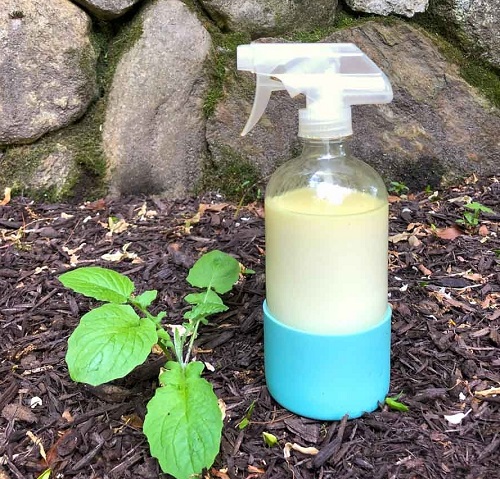 6 Castor Oil Uses for Garden 2