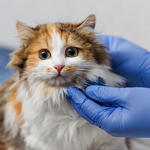 Cat Licked Tea Tree Oil 3