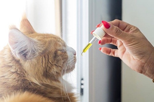 Cat Licked Tea Tree Oil 5