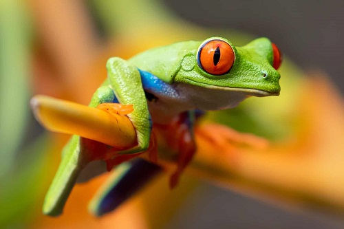 What Does It Mean When A Frog Visits You? 3