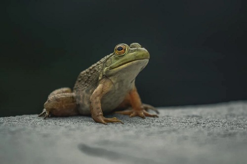 What Does It Mean When A Frog Visits You? 5