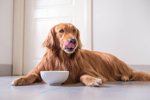 Dogs Have Sesame Oil 1