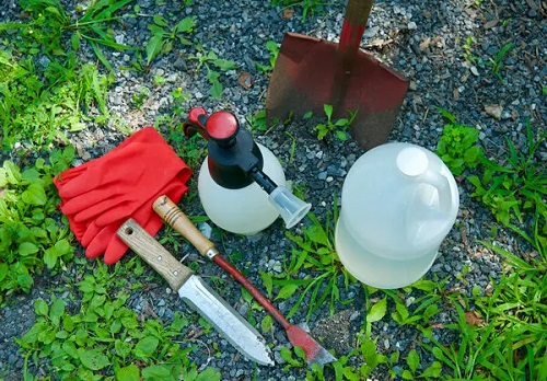 Use Vinegar To Get Rid Of Armadillos 5