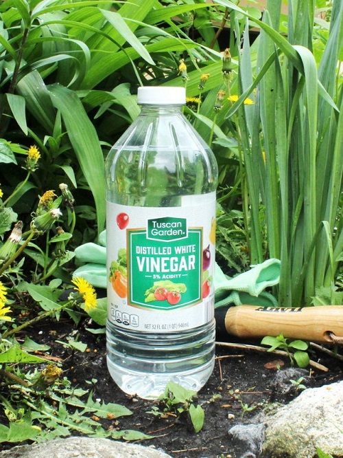 Use Vinegar To Get Rid Of Armadillos 3