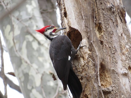 Smells That Repel Woodpecker 1