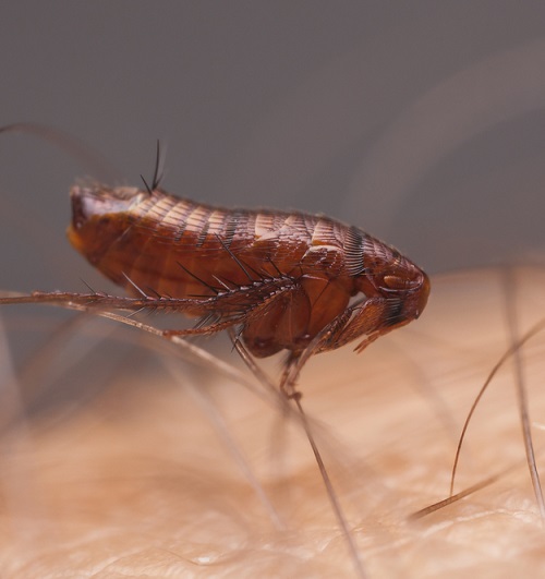 Does Coconut Oil Kill Fleas