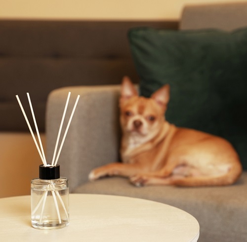 Oil For Dogs