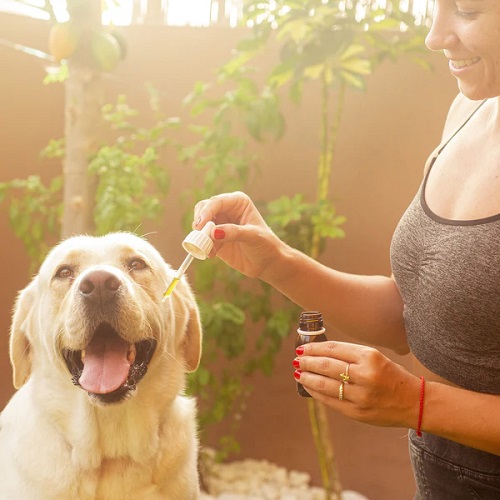 Eucalyptus Oil Safe For Dogs