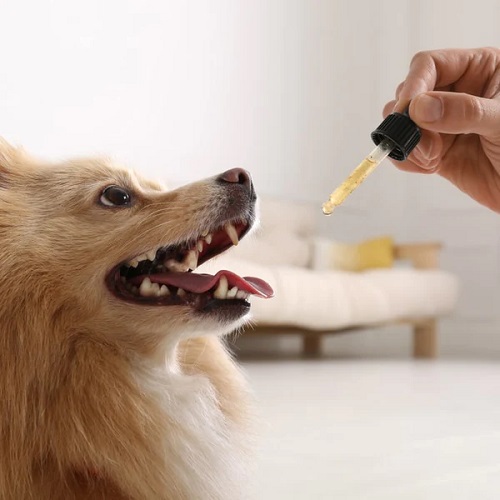 Is Eucalyptus Oil Safe For Dogs