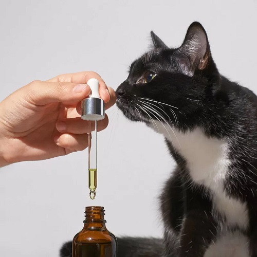 For Cats