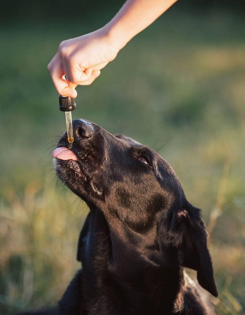 Oil For Dogs