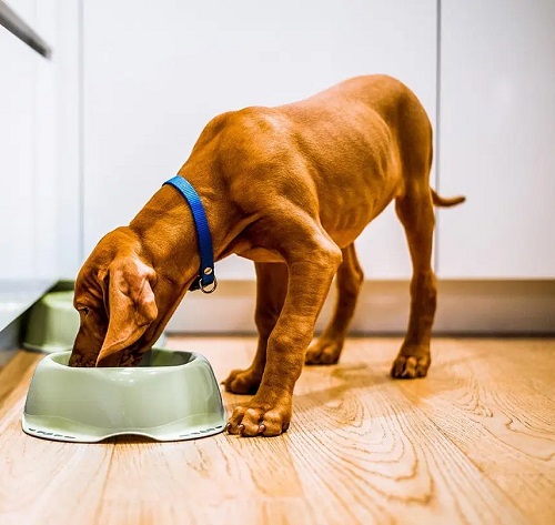 Benefits of Peppermint for Dogs