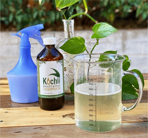 How to DIY Your Own Eucalyptus Oil