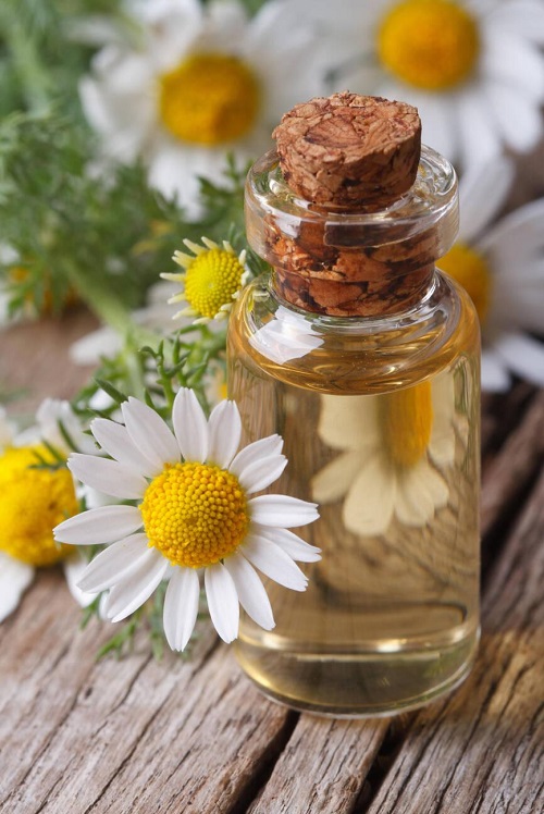 chamomile Essential Oil