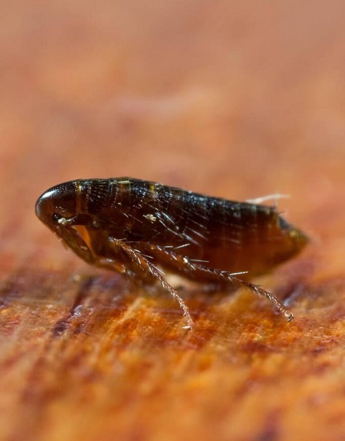 Essential Oils To Help With Fleas 1