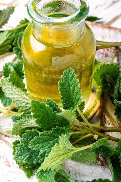 Lemon Balm Essential Oil