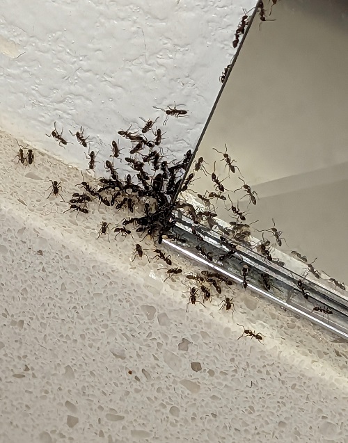 How To Get Rid Of Ants With Essential Oils 1