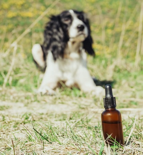 Oil on Dog's Skin