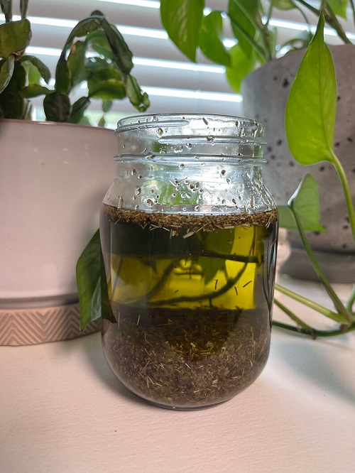 How to Make Oil of Oregano at Home