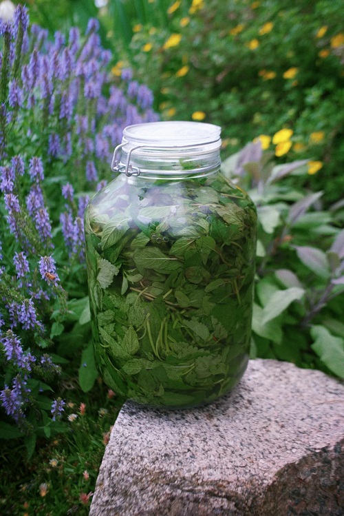 Making Mint Extract Without Alcohol