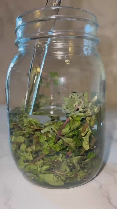 Oregano Essential Oil Vs Oil of Oregano