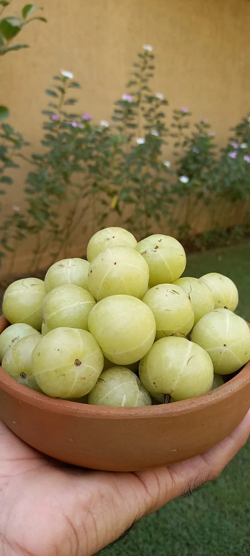 Indian Gooseberry