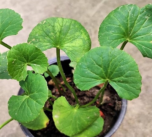 Centella Plants