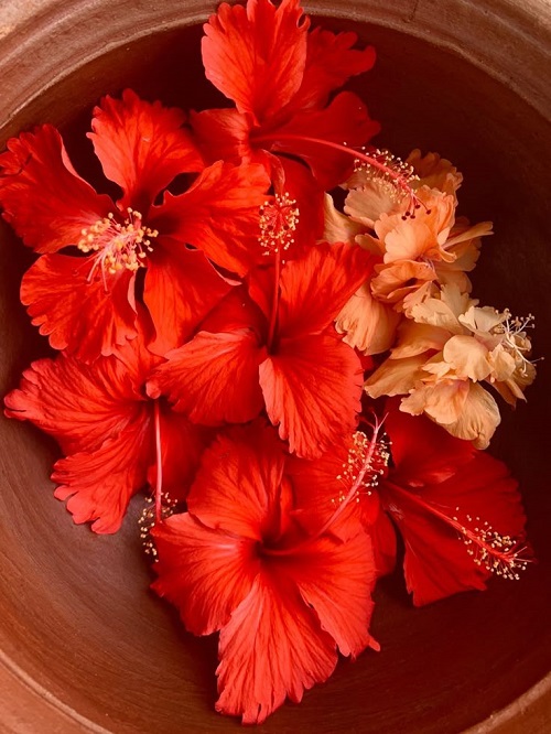Hibiscus